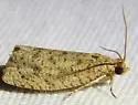 Phaecasiophora inspersa - Hodges#2773 - photo 5