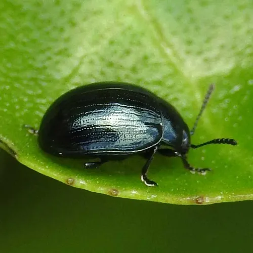 Phaedon armoraciae