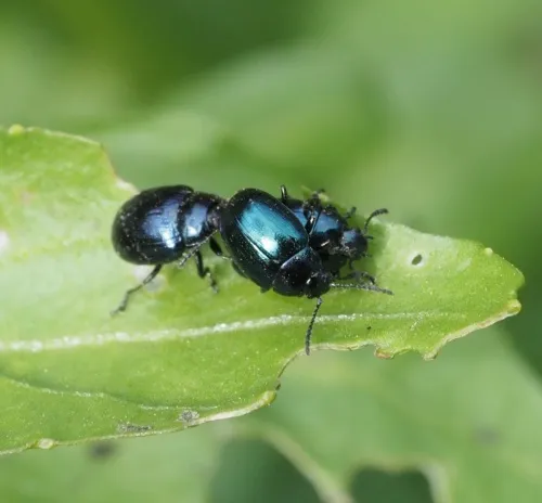Phaedon armoraciae - photo 2