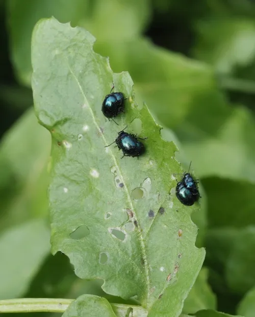 Phaedon armoraciae - photo 4