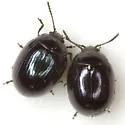 Phaedon cyanescens