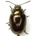 Phaedon desotonis