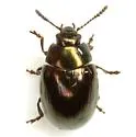 Phaedon desotonis - photo 2