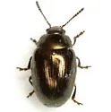 Phaedon desotonis - photo 3