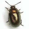 Phaedon desotonis - photo 4