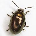 Phaedon desotonis - photo 5