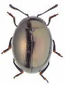 Phaedon laevigatus