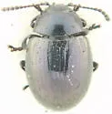 Phaedon laevigatus - photo 4