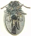 Phaedon laevigatus - photo 5
