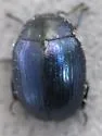 Phaedon oviformis