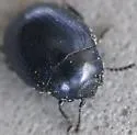 Phaedon oviformis - photo 2