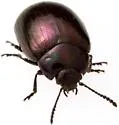 Phaedon purpureus