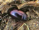 Phaedon purpureus - photo 2