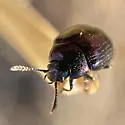 Phaedon purpureus - photo 3