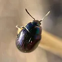 Phaedon purpureus - photo 4