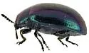 Phaedon purpureus - photo 5