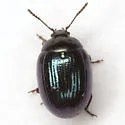 Phaedon viridis - photo 2