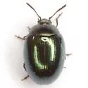 Phaedon viridis - photo 3