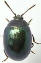 Phaedon viridis - photo 4