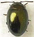 Phaedon viridis - photo 5