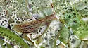 Phaedrotettix accola