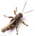 Phaedrotettix accola - photo 2