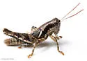 Phaedrotettix accola - photo 3