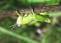 Phaedrotettix dumicola
