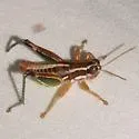 Phaedrotettix dumicola - photo 2