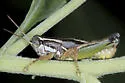 Phaedrotettix dumicola - photo 3