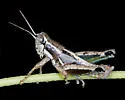 Phaedrotettix dumicola - photo 4