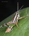 Phaedrotettix dumicola - photo 5