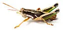 Phaedrotettix palmeri - photo 4