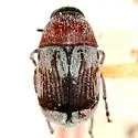 Phaenithon platanum - Phaenithon platanum