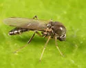 Phaenobezzia opaca