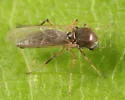 Phaenobezzia opaca - photo 2