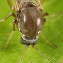 Phaenobezzia opaca - photo 3