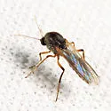 Phaenobezzia opaca - photo 4