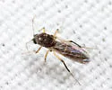 Phaenobezzia opaca - photo 5