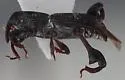Phaenomerus foveipennis - Phaenomerus foveipennis