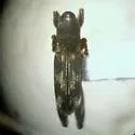 Phaenomerus foveipennis - photo 3