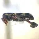 Phaenomerus foveipennis - photo 4
