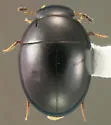 Phaenonotum exstriatum - photo 2