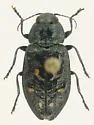 Phaenops abies - Phaenops abies