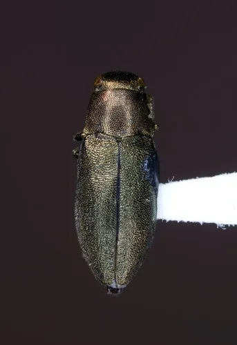 Phaenops aeneola - photo 2