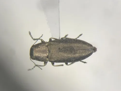 Phaenops aeneola - photo 3