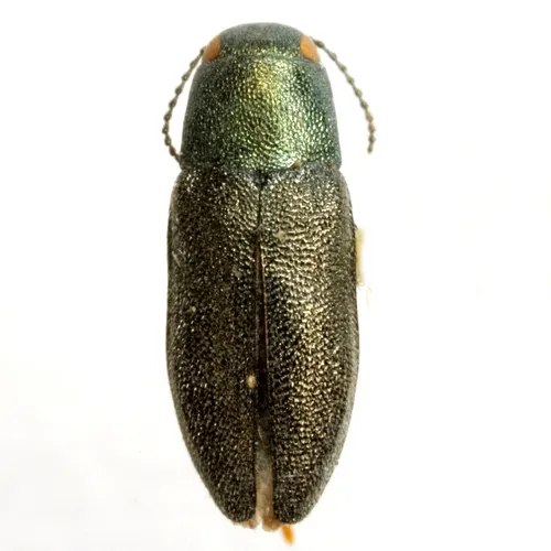 Phaenops aeneola - photo 4