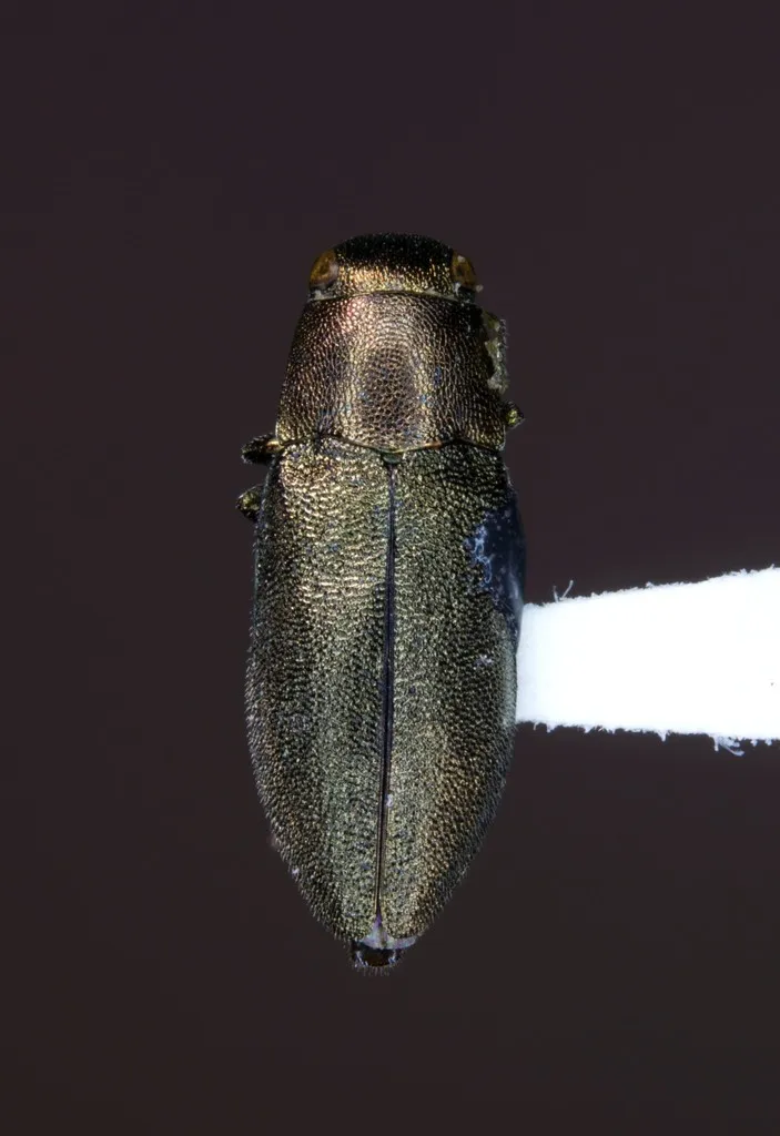 Phaenops aeneola - photo 5