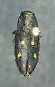 Phaenops californica