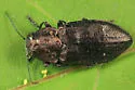 flatheaded fir borer